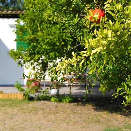 Semesterbostad Theofano Seaside Farmhouse In Skioni, Halkidiki Nea Skioni